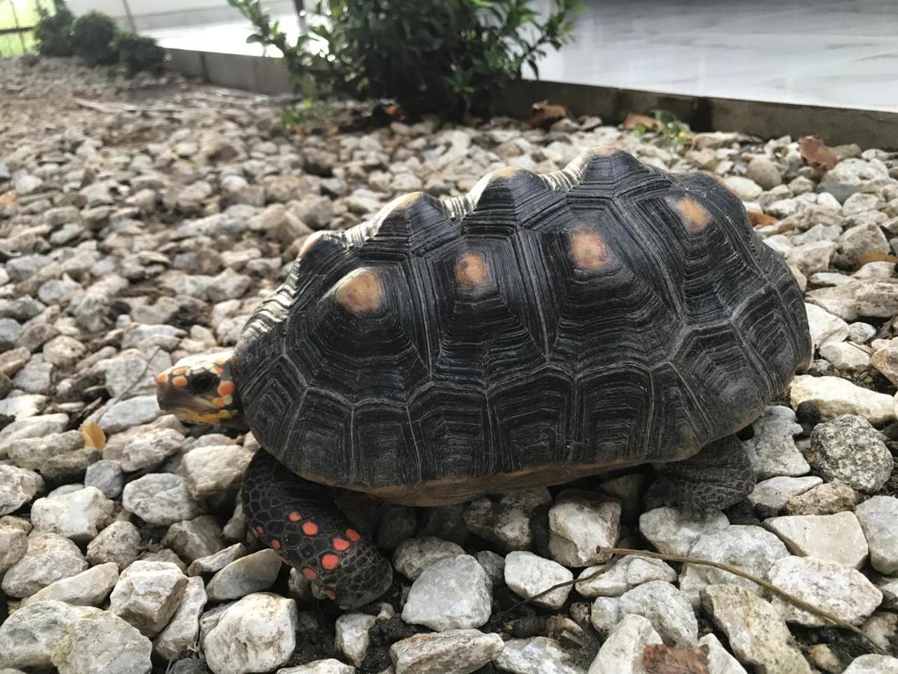 Séjour chez l'habitant Moreli Papare